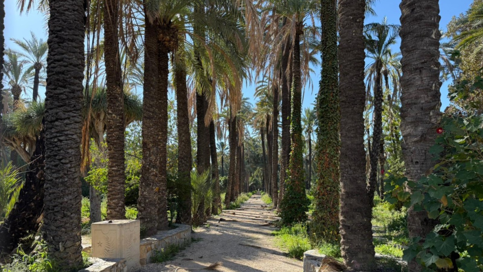 Elche recupera el Hort del Gat como Centro de Interpretación del Palmeral