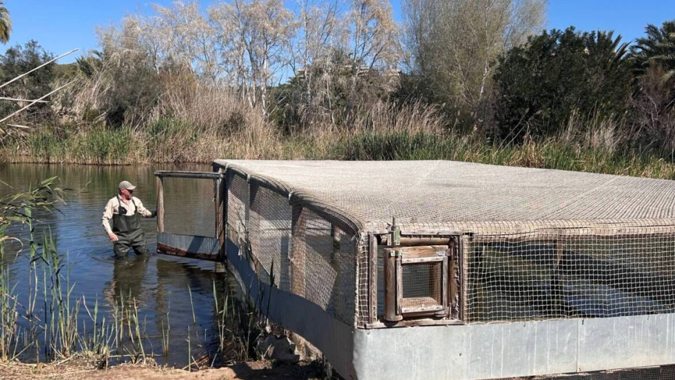 El Clot de Galvany de Elche acoge 8 nuevos ejemplares de focha moruna