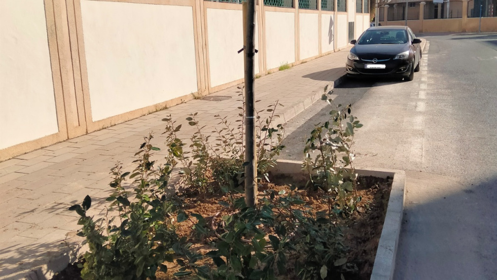 Alicante crea un itinerario de sombra en la avenida de Gijón con la plantación de 17 árboles