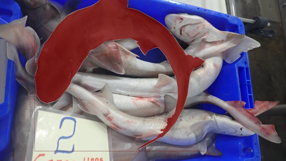 La UA analiza la población de rayas y tiburones en las costas de la provincia de Alicante