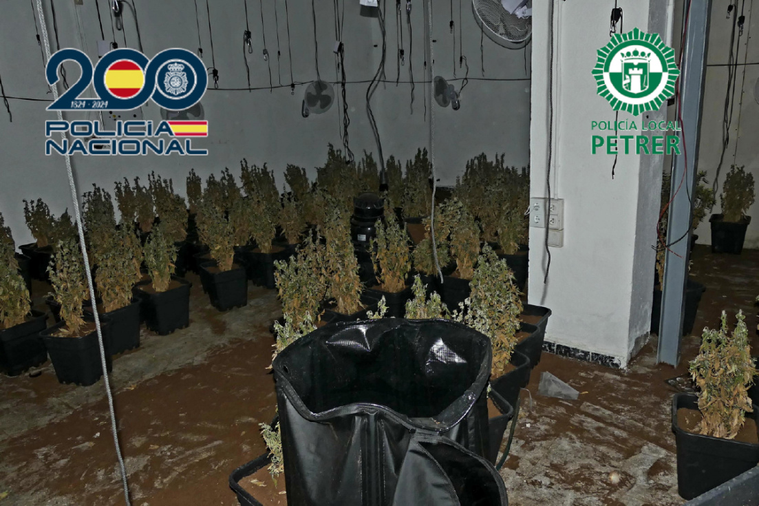 Descubierta una plantaci&oacute;n de marihuana en una nave industrial en Petrer