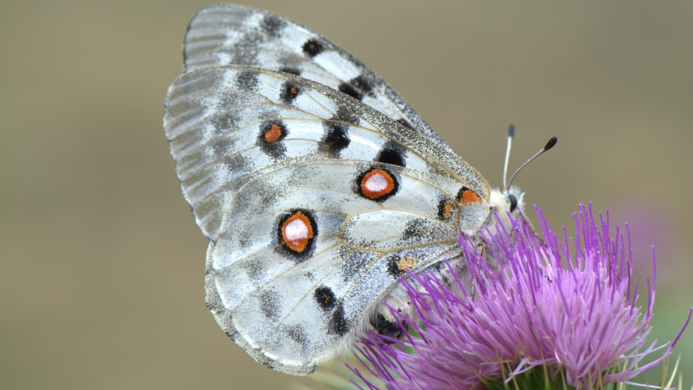 La Comunitat Valenciana impulsa más de 2.000 plantas para proteger la mariposa Apolo