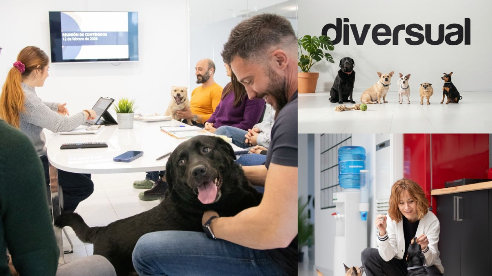 Perros en la oficina de Diversual en Sant Joan d'Alacant