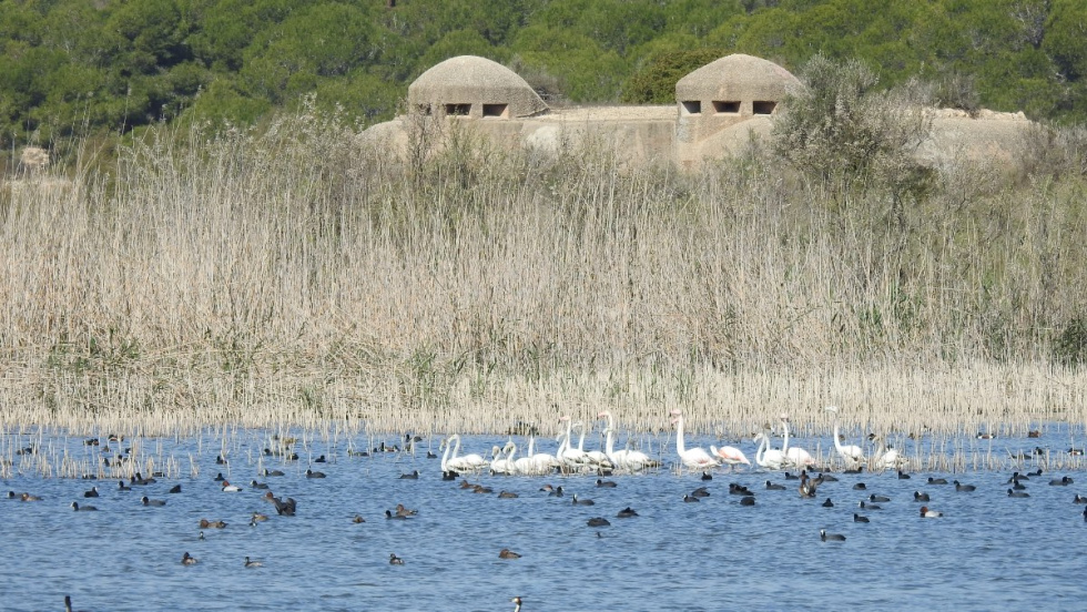 Alicante y Elche digitalizarán la gestión de sus infraestructuras verdes con el proyecto IRIS