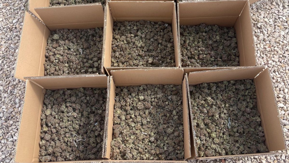 Marihuana incautada en Elche.