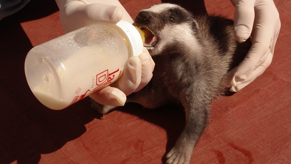 El Centro de Recuperación de Fauna de El Saler atiende un 20 % más de animales heridos en 2025