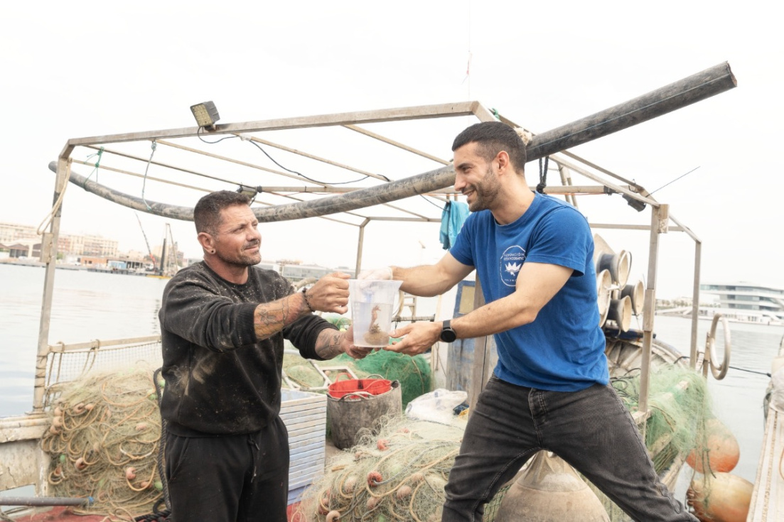 Conselleria y Oceanogr&agrave;fic protegen caballitos de mar en la Comunidad Valenciana.