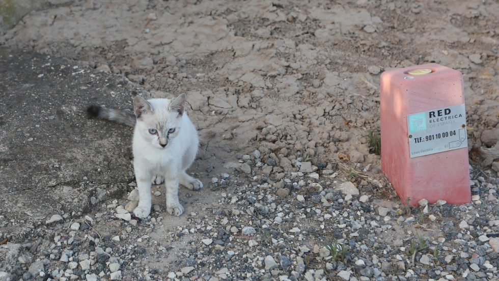 700.000 euros para ayudar a los municipios de la provincia de Alicante a controlar plagas y esterilizar colonias felinas