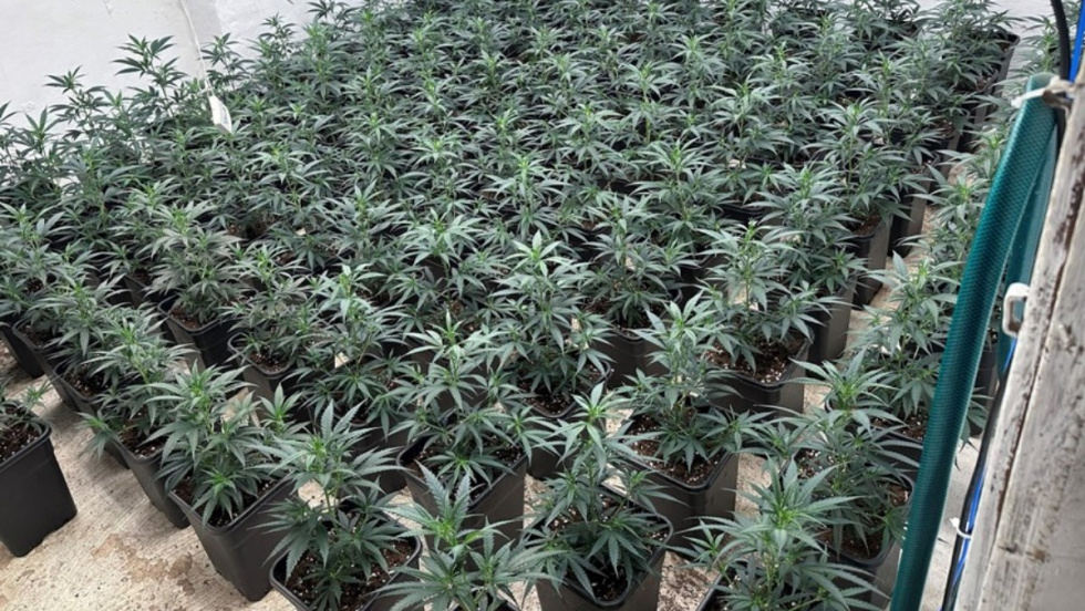 Plantaci&oacute;n de marihuana en Sax.