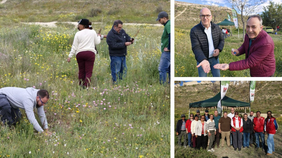 Suelta de mariquitas en los campos de Alicante para el control biol&oacute;gico natural.