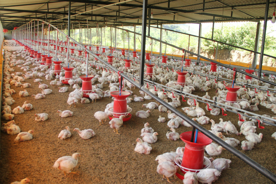 La Generalitat declara la emergencia por la enfermedad Newcastle Comunitat Valenciana tras un foco en Terrateig.