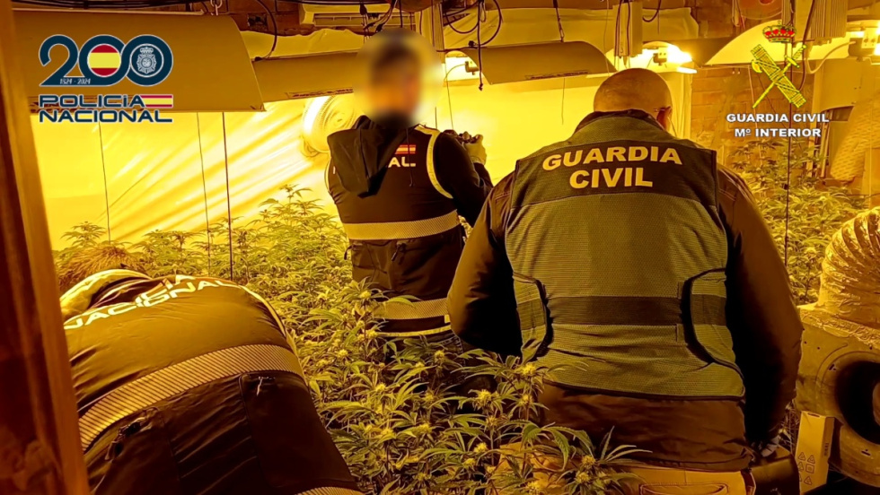 Policía Nacional y Guardia Civil desmantelan una red de marihuana con seis plantaciones entre Alcoy, Cocentaina y L’Alqueria d’Asnar