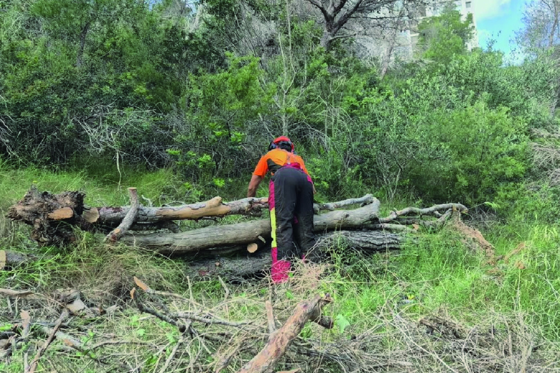 Retirada de pinos secos en la Serra Gelada de Benidorm