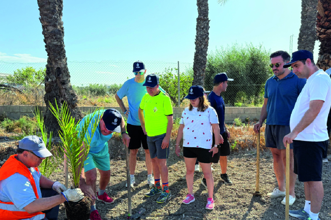 Entidades de discapacidad participan en la replantación de 120 palmeras en el Huerto del Bosquet de Elche