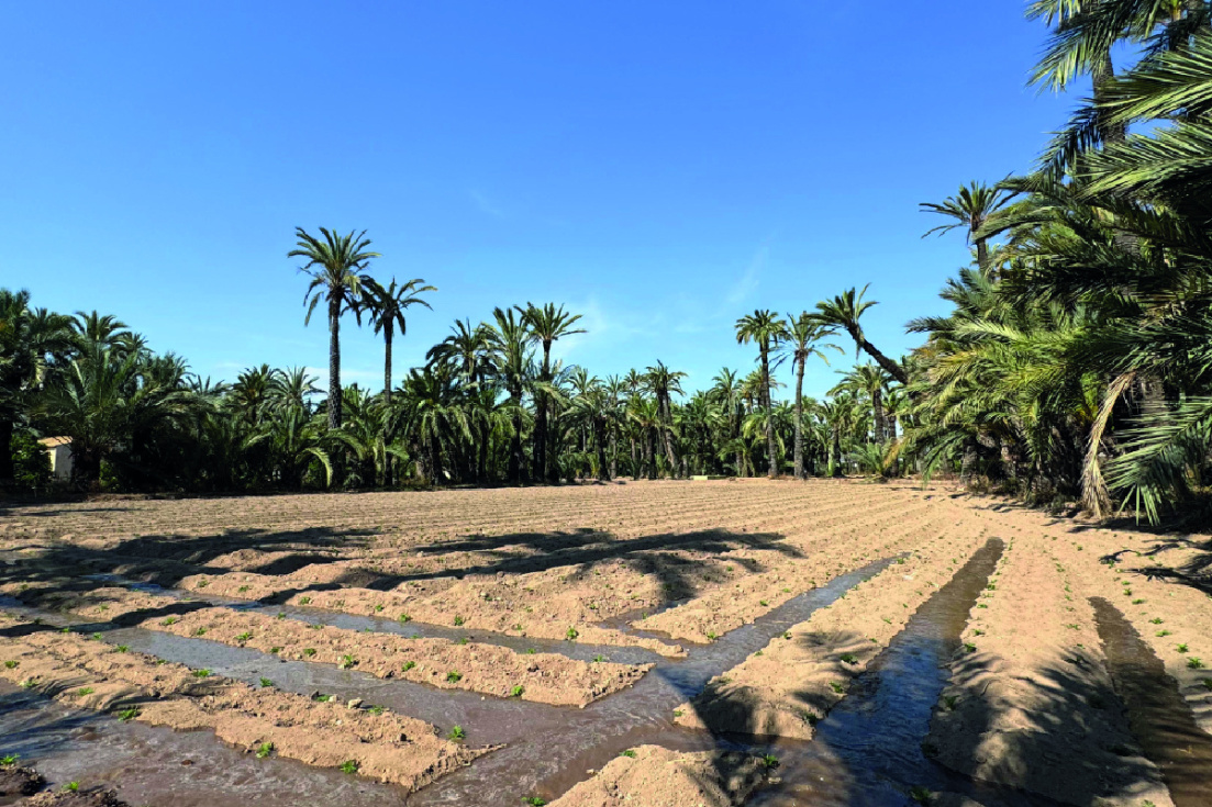 Huerto municipal de Elche