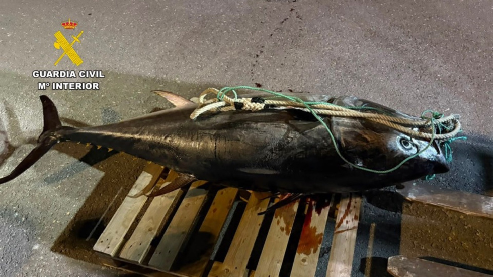 La Guardia Civil interviene un atún rojo de 250 kilos capturado presuntamente de forma furtiva frente a Villajoyosa