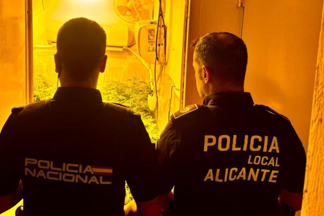 Desmantelada una plantaci&oacute;n de marihuana en Alicante