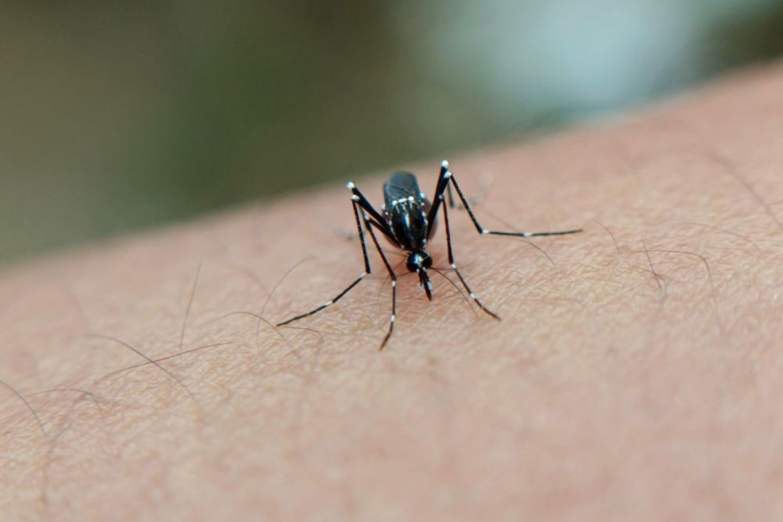 Mosquito tigre