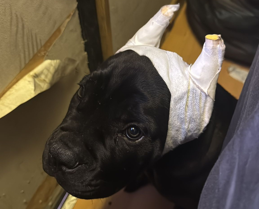 Perro con orejas amputadas ilegalmente.