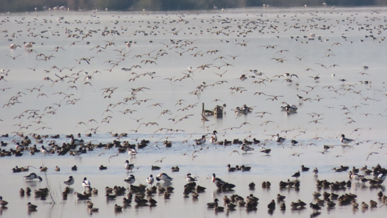 La Comunitat registra cerca de 178.000 aves acuáticas invernantes, la segunda cifra más alta desde 1984