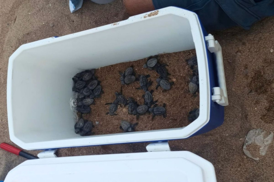 Cr&iacute;as de tortuga boba nacidas en la playa de El Torres de Villajoyosa