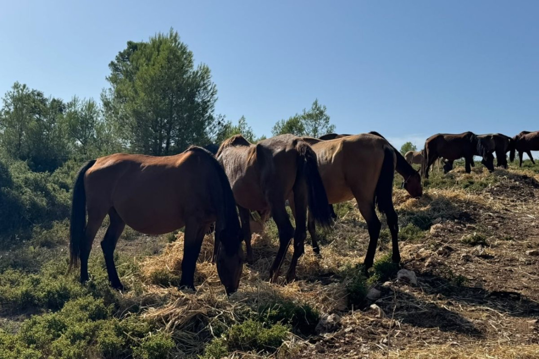 Caballos en la Comunidad Valenciana