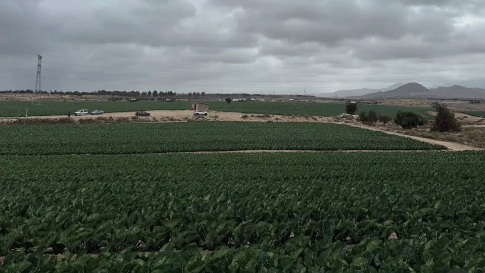 Campos agr&iacute;colas en Mutxamel (Alicante).