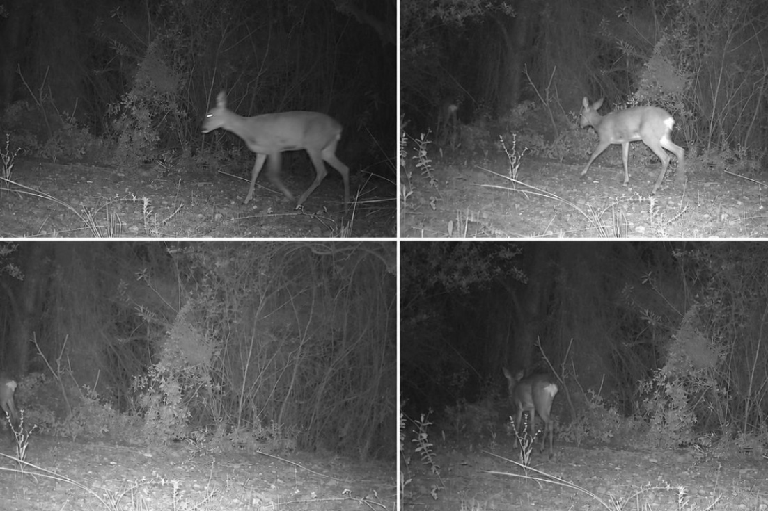 C&aacute;maras de fototrampeo en en la Comunidad Valenciana