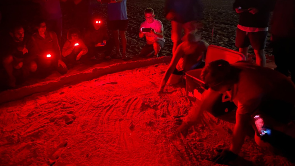 Nacimiento de tortugas en la playa de Muchavista de El Campello.