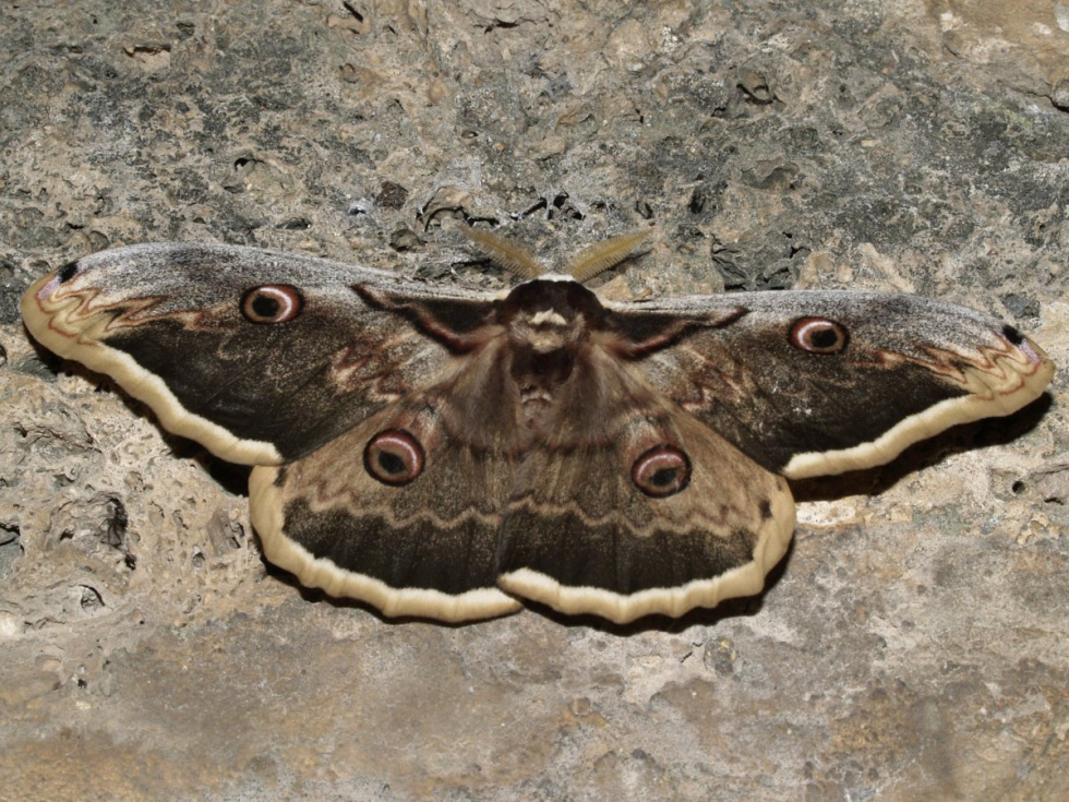 Alcoy se adentra en la noche para descubrir el mundo de las mariposas