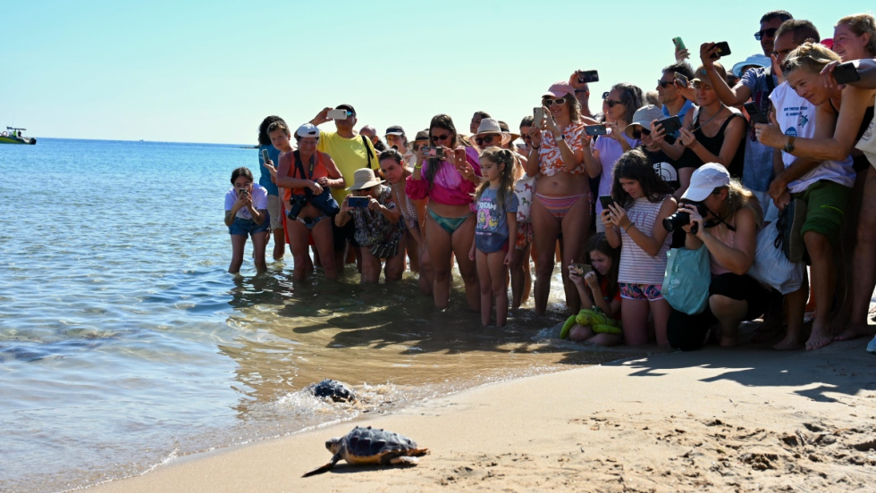 Cinco tortugas bobas regresan al mar en El Campello un año después de nacer en Carrer la Mar