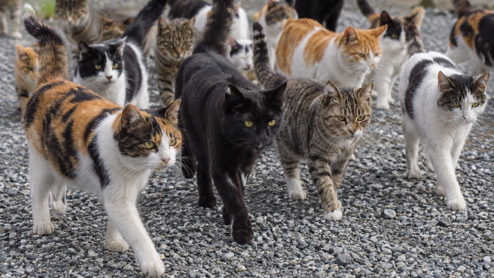 Colonia felina en El Campello.