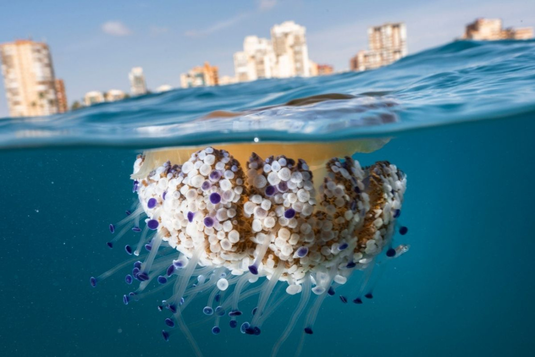 La fotograf&iacute;a &laquo;Town, jellyfish, sea&raquo;, realizada por Alex Basha, ha obtenido el cuarto puesto en European Treasures of Nature 2026, organizado por EuroNatur