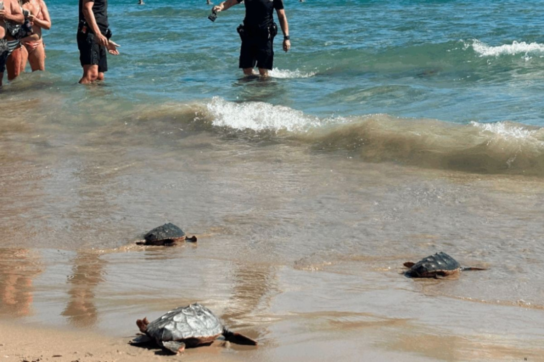 Cuatro tortugas bobas regresan al mar tras más de un año de cuidados en Elche