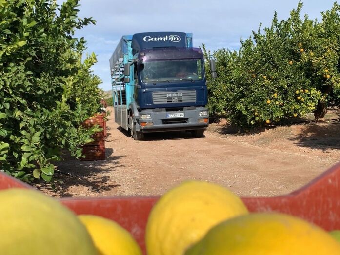 Recogida de c&iacute;tricos en la Vega Baja de Alicante.