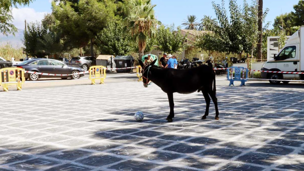 Fiestas de 'la cag&agrave; de la burra' en Benidorm.