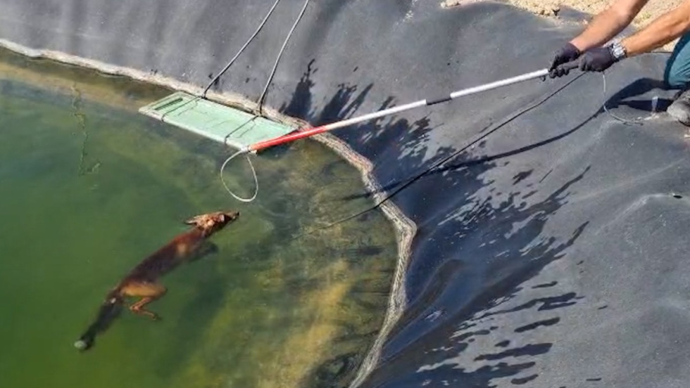 La Guardia Civil rescata un zorro atrapado en una balsa de riego en Guardamar del Segura.