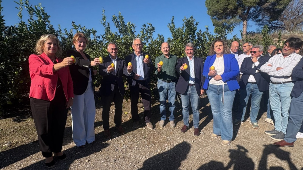Primer corte del lim&oacute;n de Orihuela en octubre de 2026