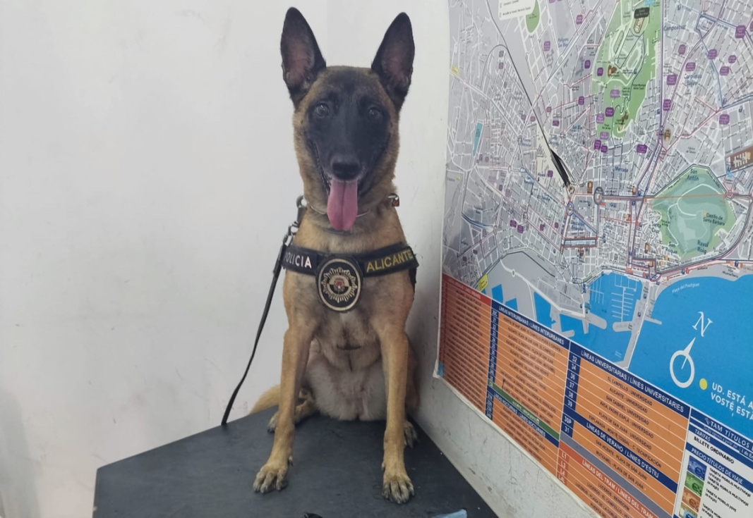 La perra Kata, de la Polic&iacute;a Local de Alicante.