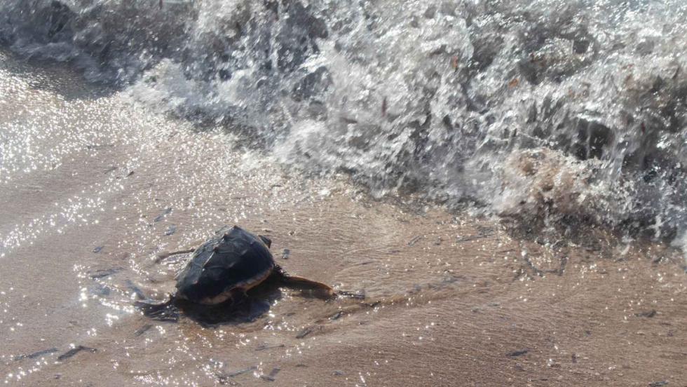 Tortuga boba en Benidorm