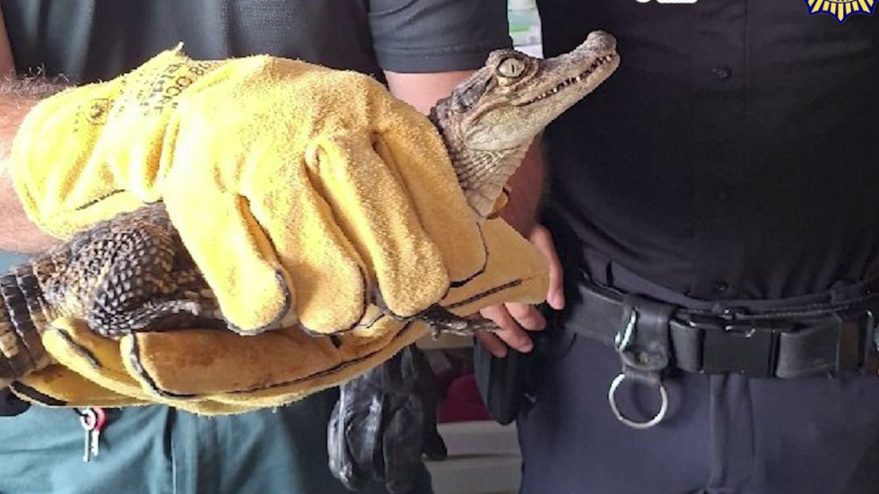 Caim&aacute;n encontrado en un r&iacute;o de Alicante.