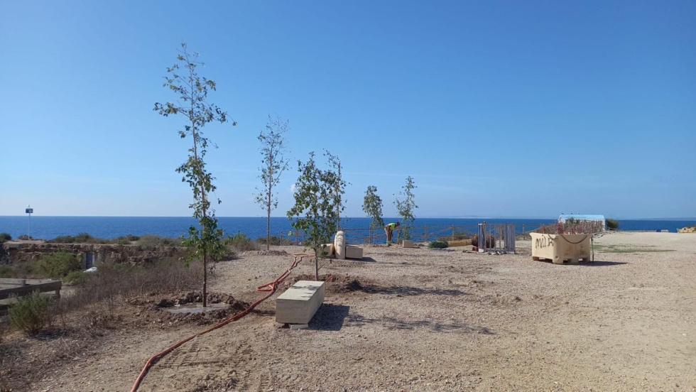 Nuevos &aacute;rboles plantados en la isla de Tabarca.