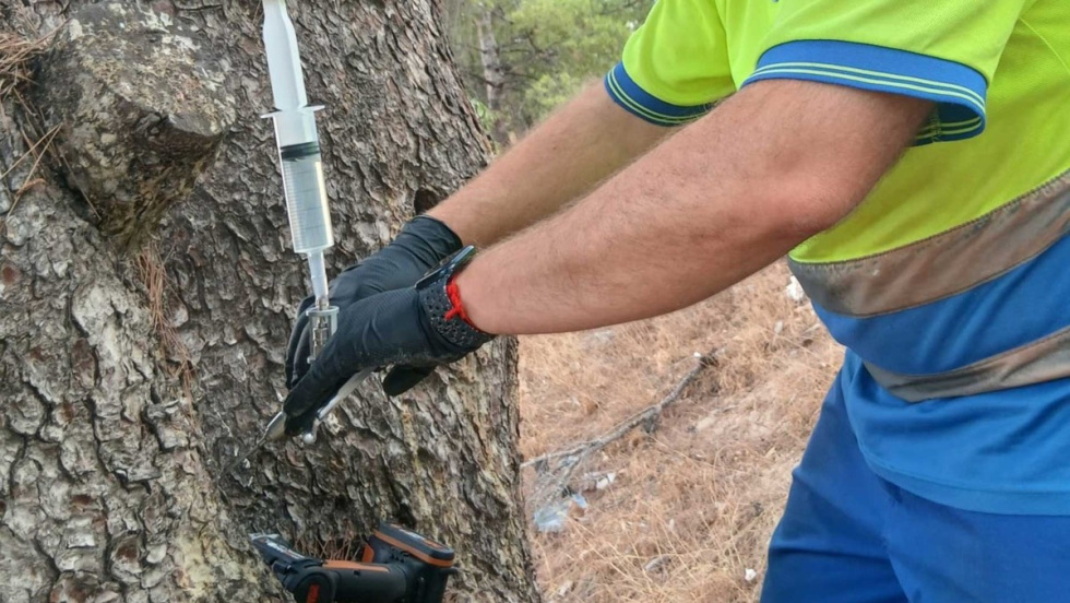 Tratamiento para prevenir la procesionaria en pinos.