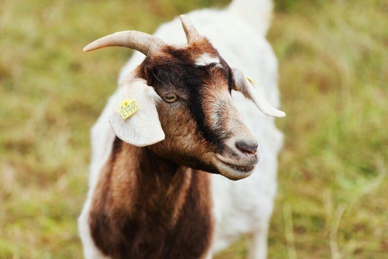 Feria de ganado Dolores