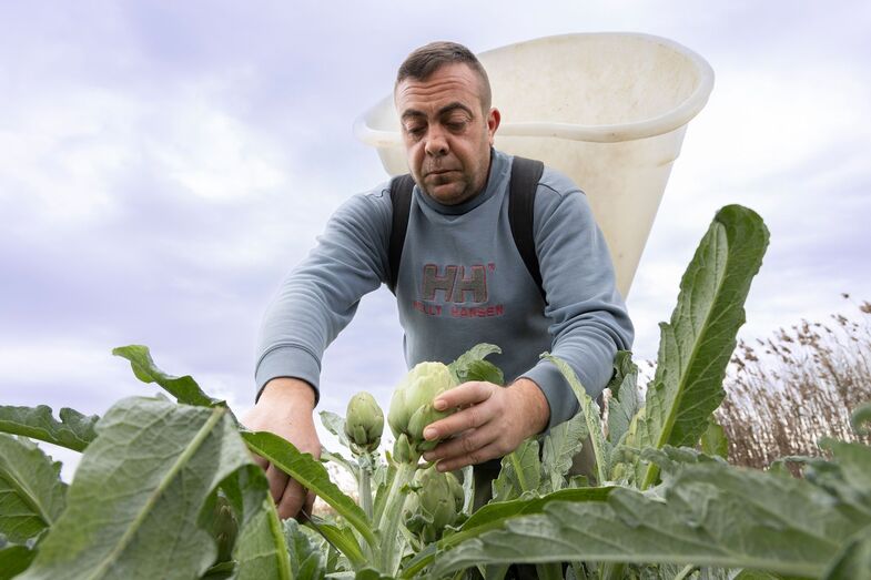 La alcachofa de la Vega Baja reivindica la Inteligencia Agraria frente a la IA tecnológica